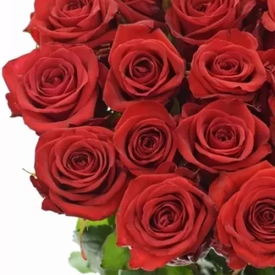 Valentýnská dlouhá růže RED EAGLE