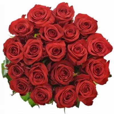 Valentýnská dlouhá růže RED EAGLE