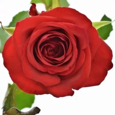 Valentýnská dlouhá růže RED EAGLE