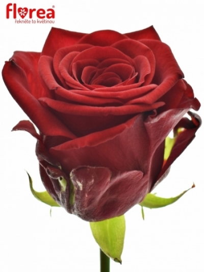 Valentínská dlhá ruža RED NAOMI! 90cm (XXL)