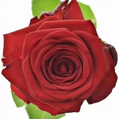 Valentýnská dlouhá růže RED NAOMI!