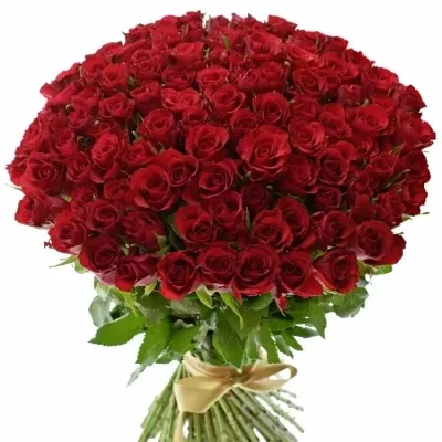 Valentýnská kytice 100 růží RED CALYPSO 40cm
