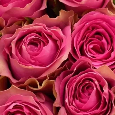Valentýnská kytice 100 růží SHIARY 40cm