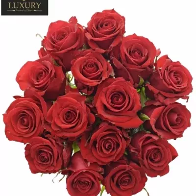Valentýnská kytice 15 růží RED EAGLE 80cm