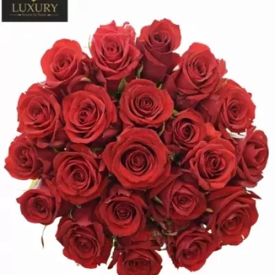 Valentýnská kytice 21 růží RED EAGLE 60cm