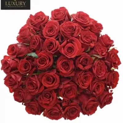 Valentýnská kytice 35 růží RED EAGLE 70cm