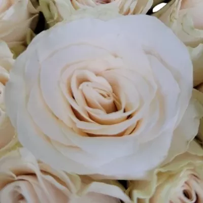 Valentýnské srdce růží FLORENCE malé