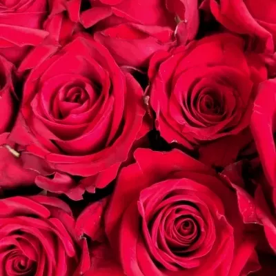 Valentínske srdce z 19 ruží RED EAGLE 70cm