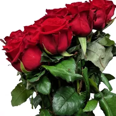 Valentínske srdce z 19 ruží RED EAGLE 70cm