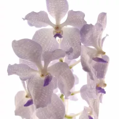 Orchidej KANCHANA LAVENDER MIST