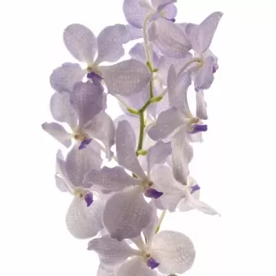 Orchidej KANCHANA LAVENDER MIST