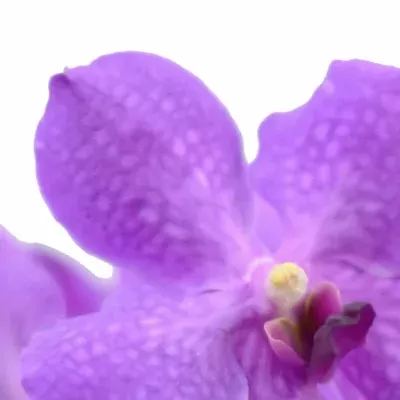 Orchidej NITAYA CANDY PINK 
