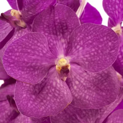 Orchidej NITAYA CRYSTAL PINK