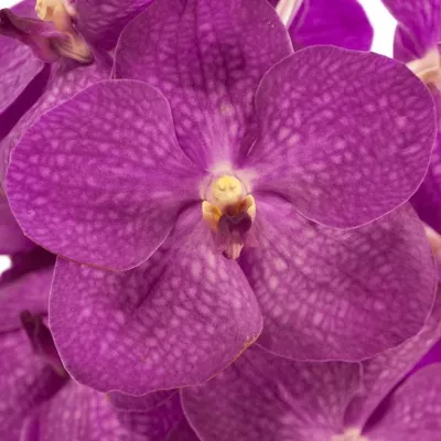 VANDA NITAYA CRYSTAL PINK