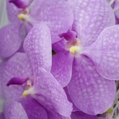 Orchidej NITAYA HOT FUCHSIA