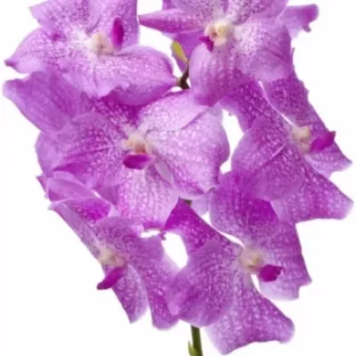 Orchidej NITAYA PASTEL PINK