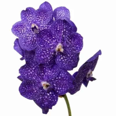 Orchidej NITAYA TWEED BLUE