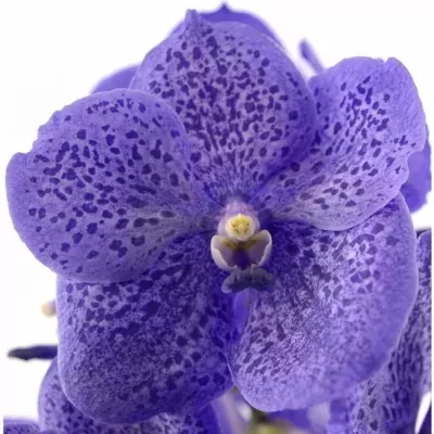 Orchidej SUNANDA LAVENDER SPRINKLES