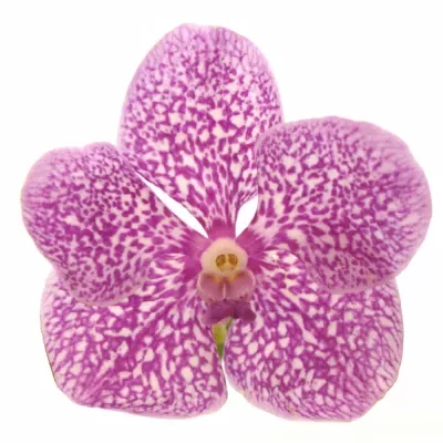 Orchidej SUNANDA PINK SPRINKLES
