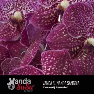 Orchidej SUNANDA SANGRIA