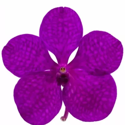 Orchidej TAYANEE CERISE 