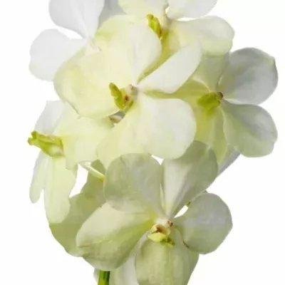 Orchidej TAYANEE WHITE