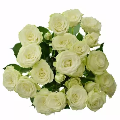 Váza 5 trsových růží ADRIANNE 45cm