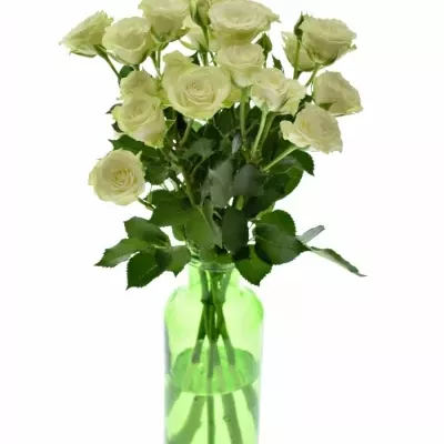 Váza 5 trsových růží ADRIANNE 45cm