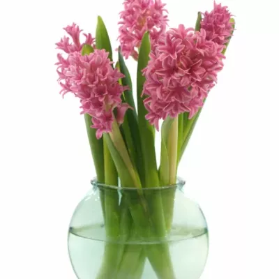 Váza s růžovými hyacinty KALISH 30cm