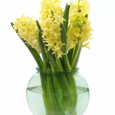Váza se žlutými hyacinty KALIKA 25cm