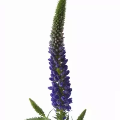 VERONICA DARK MARTJE 40cm 