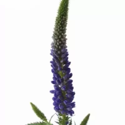 VERONICA L MARTJE 37cm 