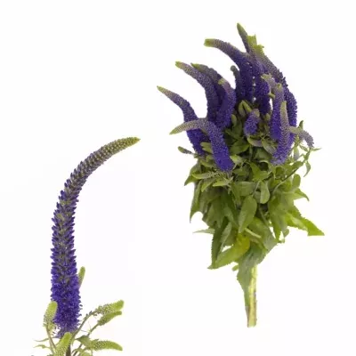 VERONICA PACIFIC OCEAN 40cm