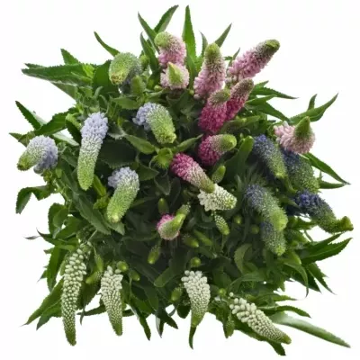 VERONICA SMART COLOURS  MIX 60cm