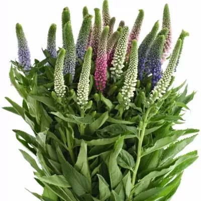 VERONICA SMART COLOURS  MIX 60cm