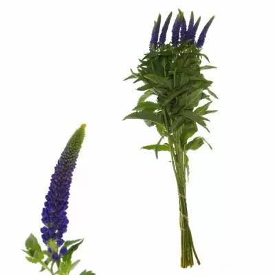 VERONICA SMART LAGUNA 50cm