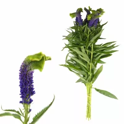 VERONICA SMART SURPRISE 50cm