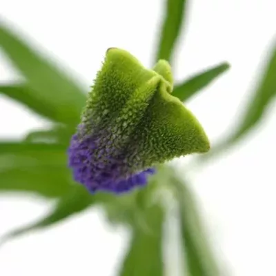 VERONICA SMART SURPRISE