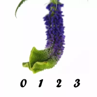 VERONICA SMART SURPRISE 