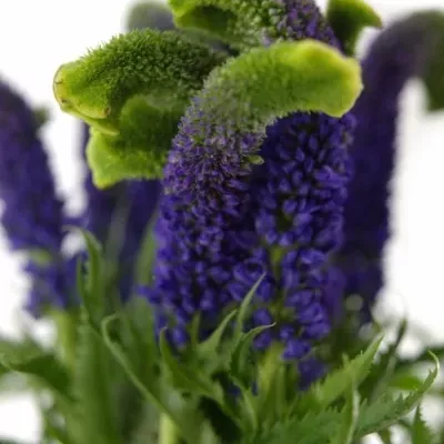 VERONICA SMART SURPRISE 