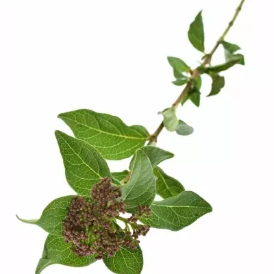 Viburnum T MARCOPHYLLUM 45cm