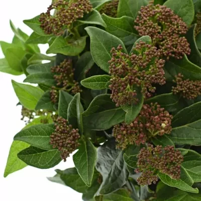 Viburnum T MARCOPHYLLUM 45cm