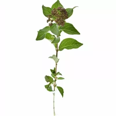 Viburnum T MARCOPHYLLUM 45cm