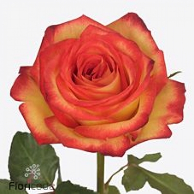 Vícebarevná růže FIREFOX 80 cm (XL)