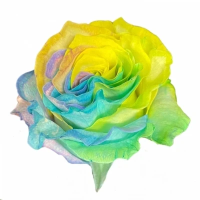 Vícebarevná růže MARSHMALLOW