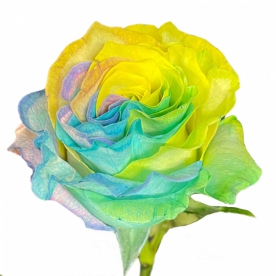 Vícebarevná růže MARSHMALLOW