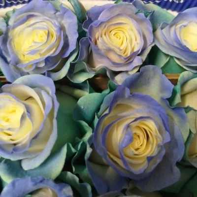 Vícebarevná růže RAINBOW AURORA