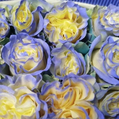 Vícebarevná růže RAINBOW AURORA