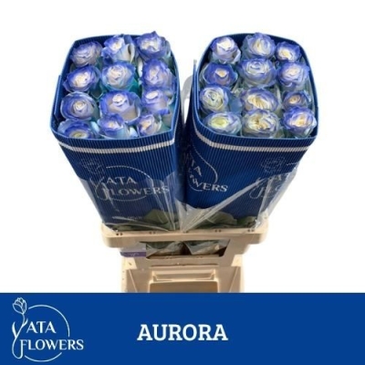 Vícebarevná růže RAINBOW AURORA 70 cm (XXL) EQ