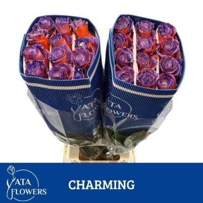 Vícebarevná růže RAINBOW CHARMING 70 cm (XXL) EQ